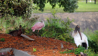 [Three birds stand in the wood chips at the edge of a parking lot. From left to right are a male mallard in eclipse plumage, a roseate spoonbill with its bill tucked in its feather and its eye open watching me, and a wood stork preening its feathers.]